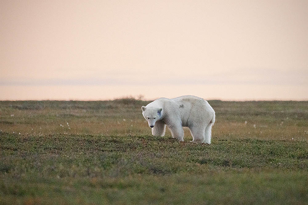 Polar Bear (Ursus maritimus)