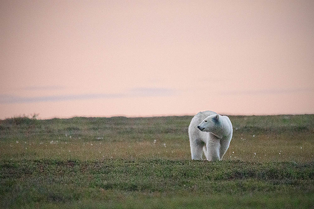 Polar Bear (Ursus maritimus)