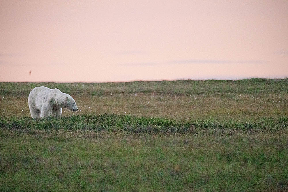 Polar Bear (Ursus maritimus)