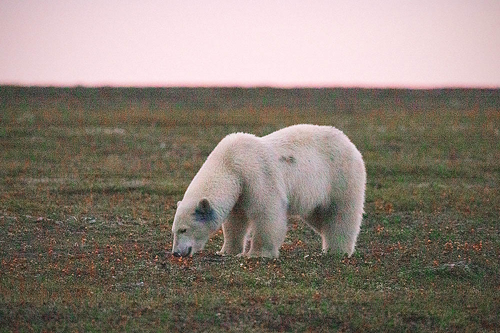 Polar Bear (Ursus maritimus)