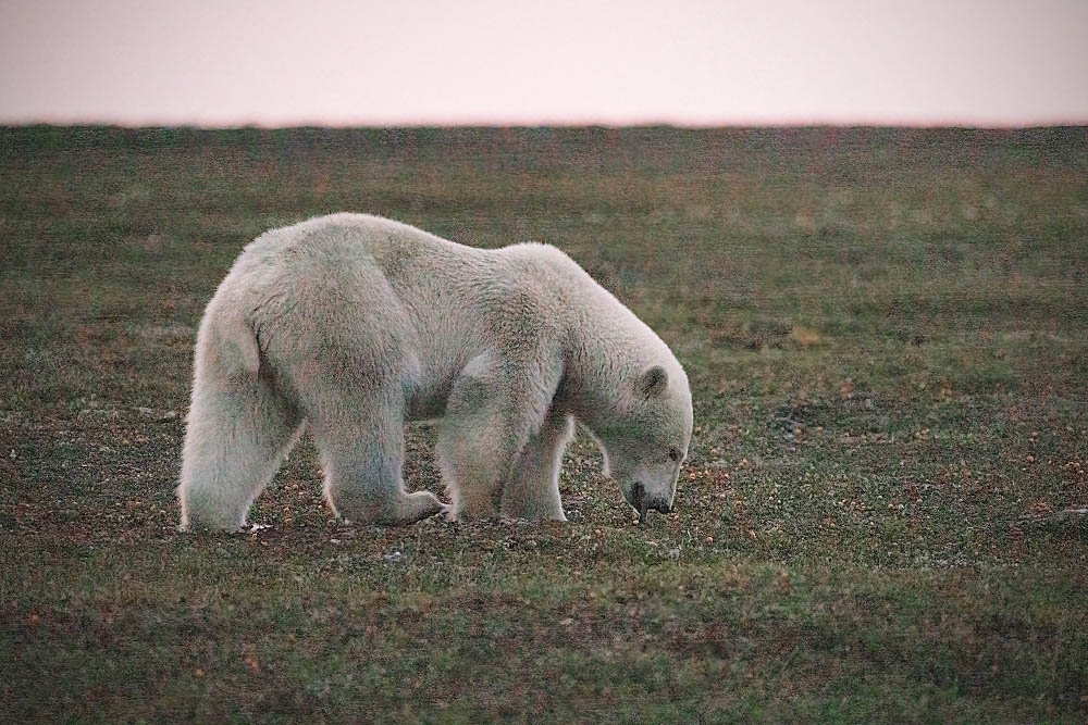 Polar Bear (Ursus maritimus)