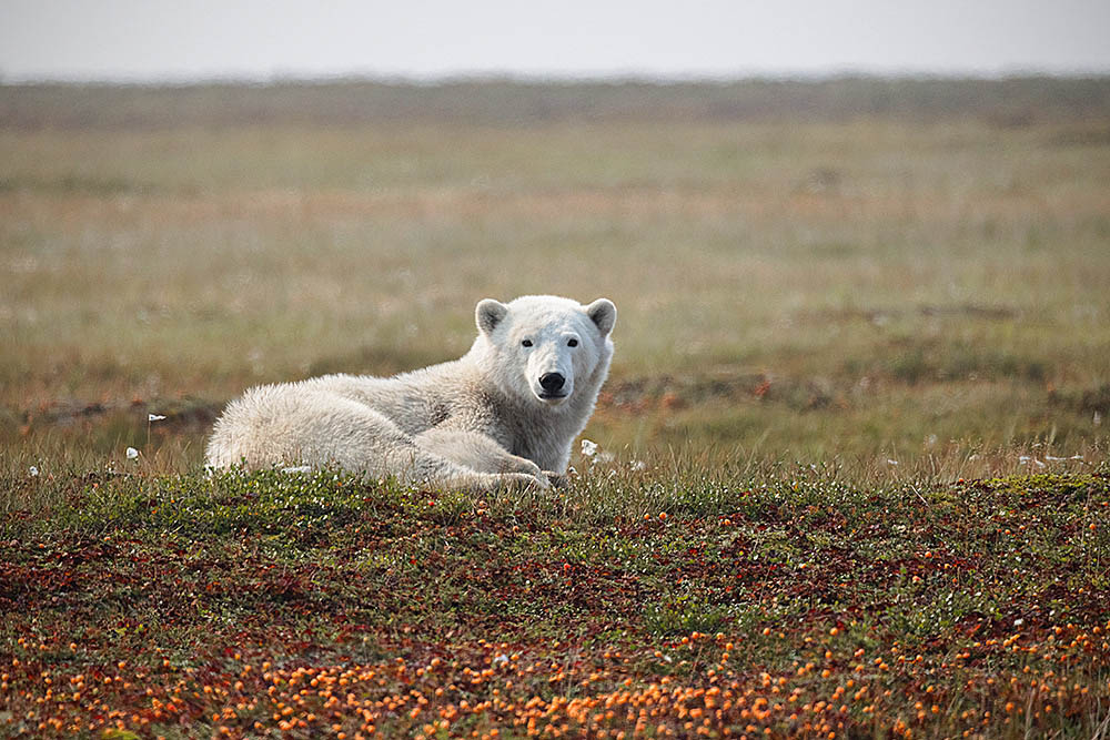 Polar Bear (Ursus maritimus)