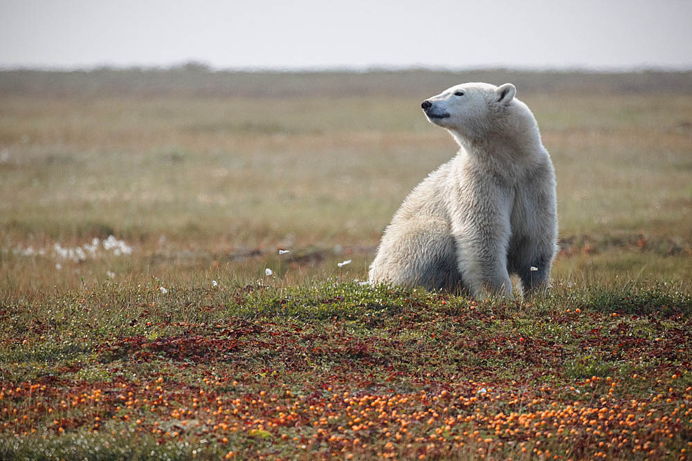 Polar Bear (Ursus maritimus)