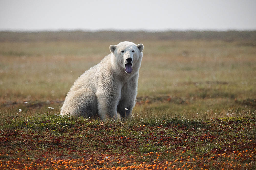 Polar Bear (Ursus maritimus)