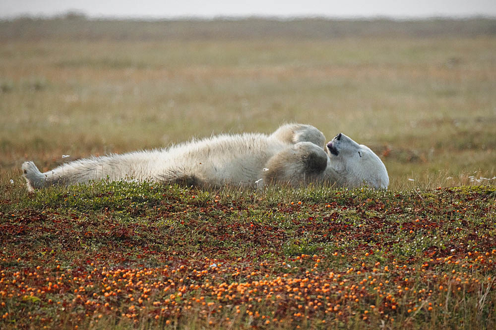 Polar Bear (Ursus maritimus)