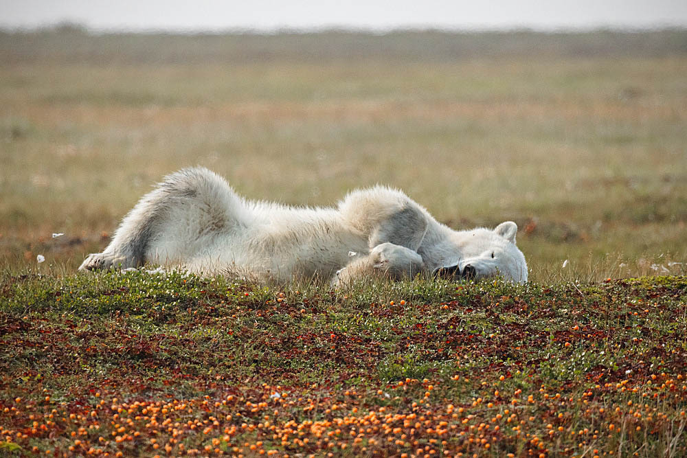 Polar Bear (Ursus maritimus)