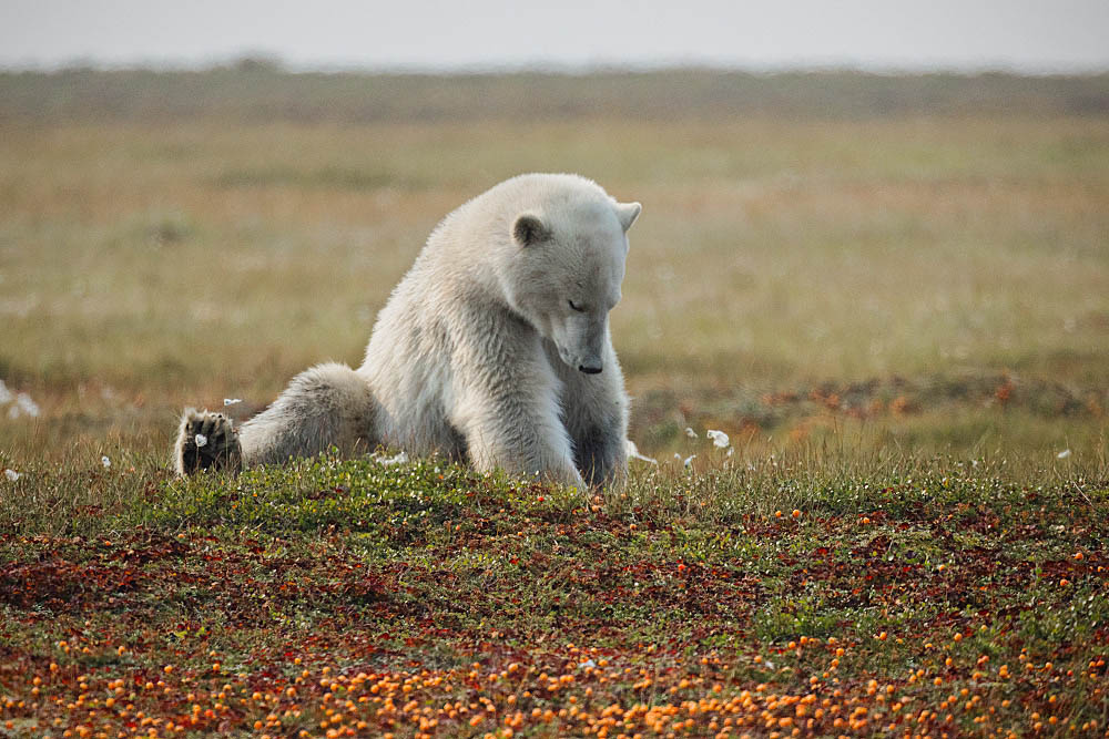 Polar Bear (Ursus maritimus)