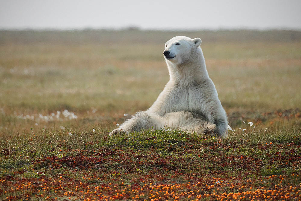 Polar Bear (Ursus maritimus)