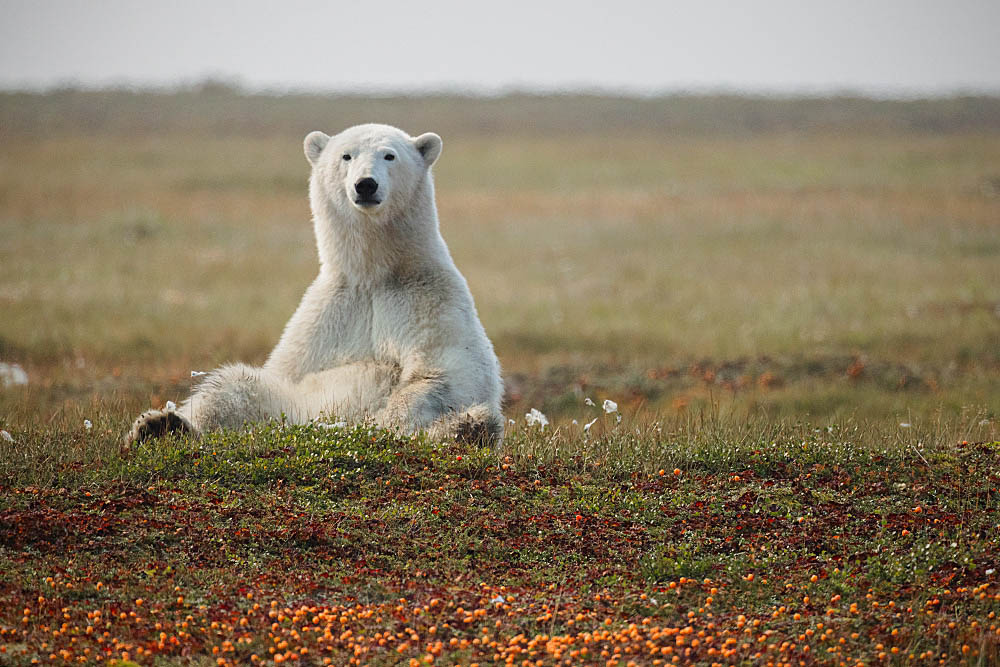 Polar Bear (Ursus maritimus)