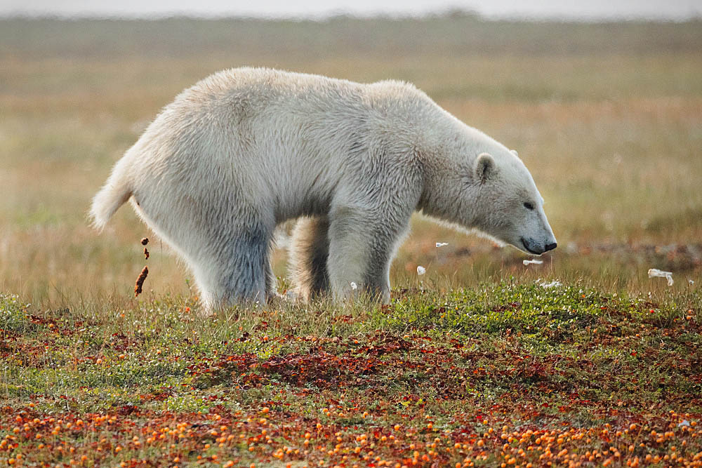 Polar Bear (Ursus maritimus)