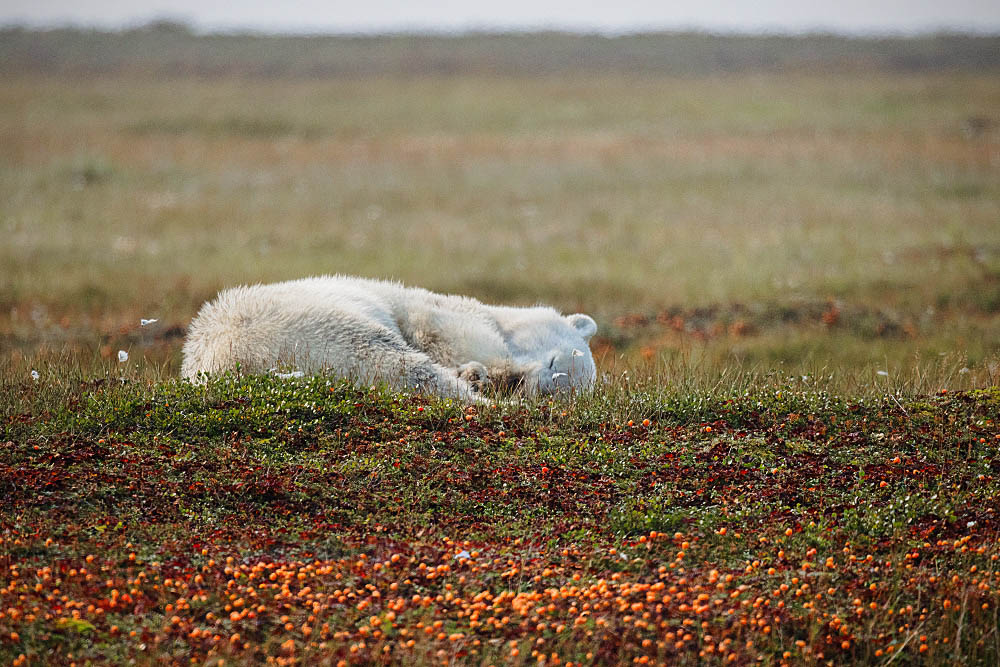 Polar Bear (Ursus maritimus)