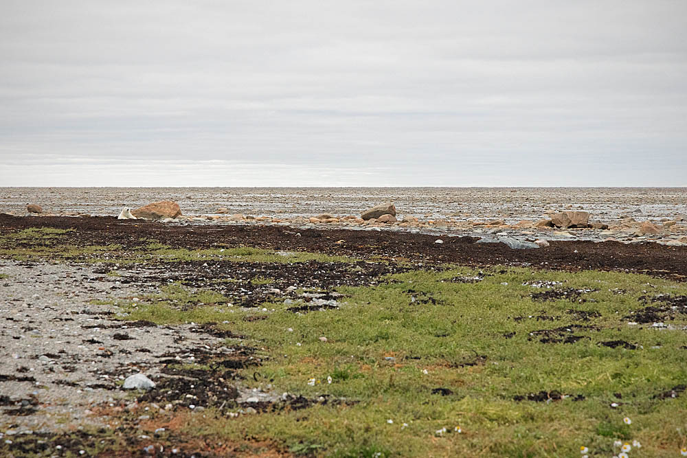 Polar Bear (Ursus maritimus)