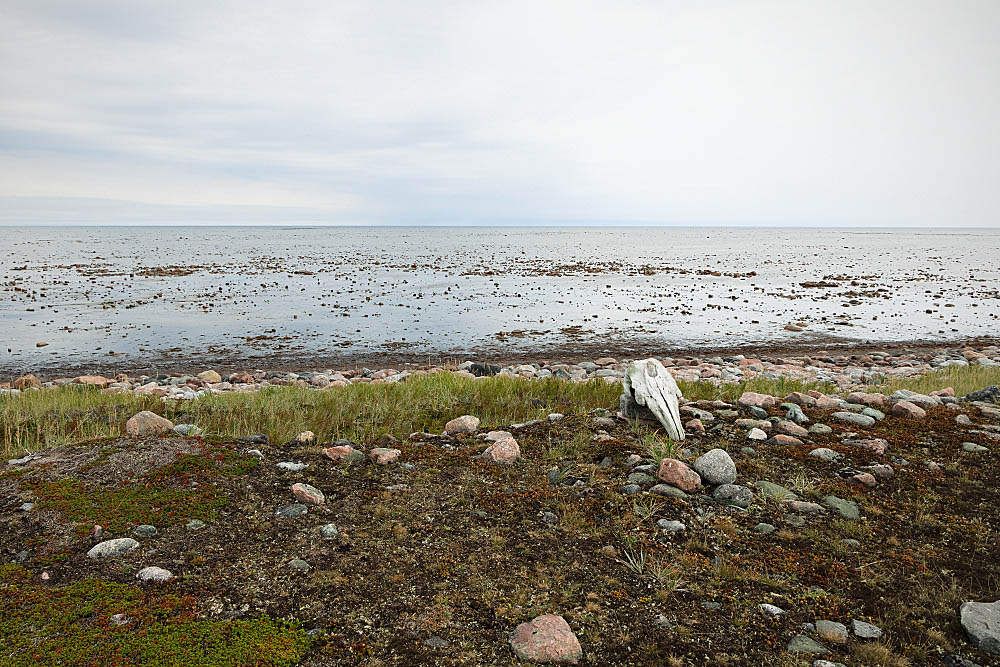 Shoreline between the arctic tundra and Hudson Bay, Canada, with a Beluga Whale (Delphinapterus leucas)