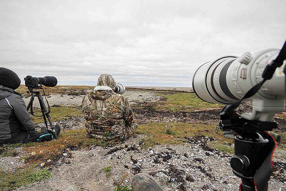 Photographers waiting for a Polar Bear (Ursus maritimus)