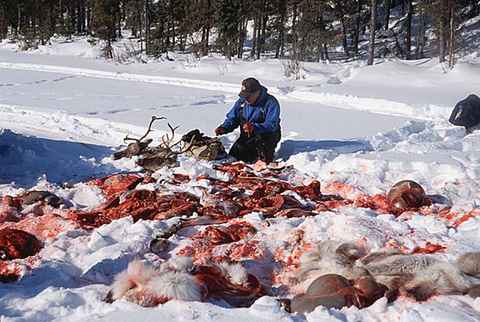 Caribou (Rangifer tarandus)