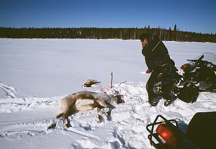 Caribou (Rangifer tarandus)