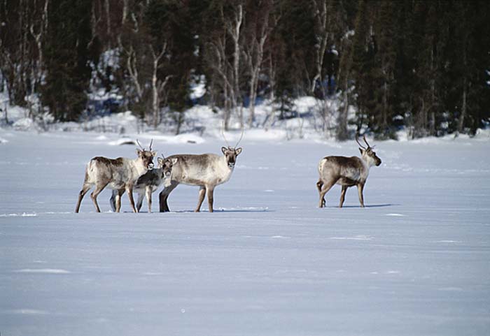 Caribou (Rangifer tarandus)