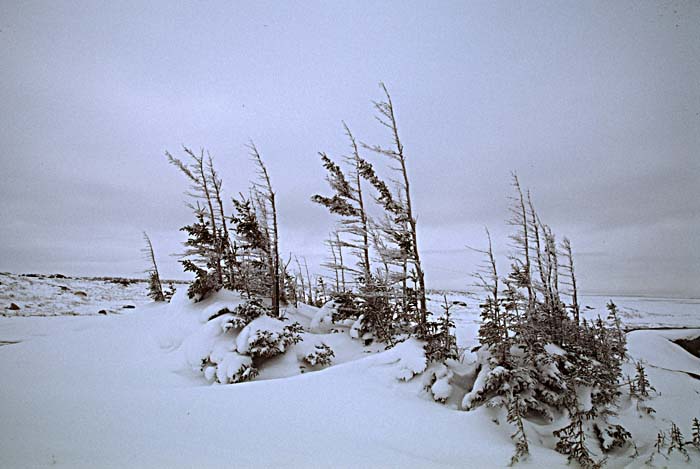 Caribou (Rangifer tarandus)