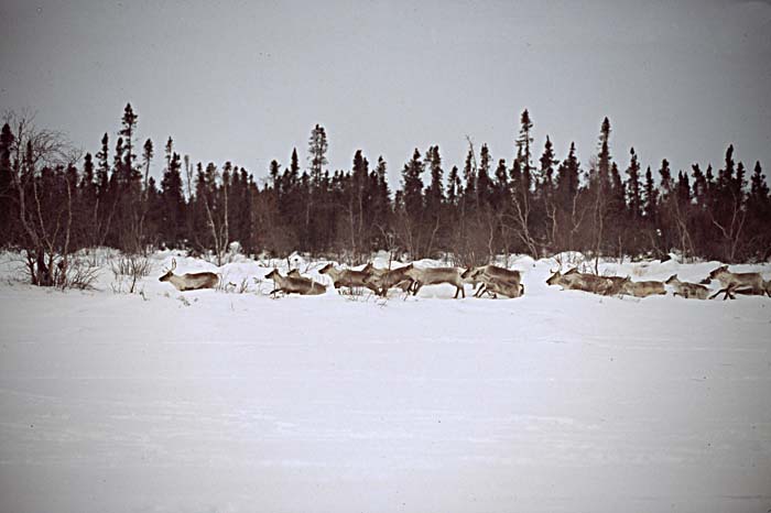 Caribou (Rangifer tarandus)