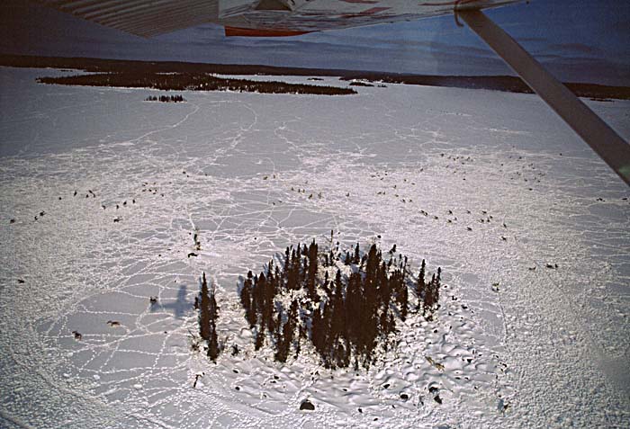 Caribou (Rangifer tarandus)