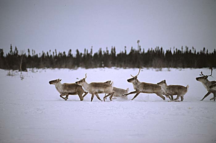 Caribou (Rangifer tarandus)