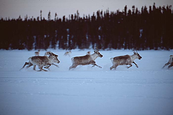 Caribou (Rangifer tarandus)