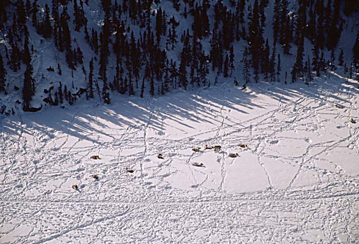 Caribou (Rangifer tarandus)