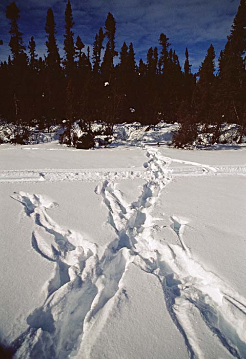 Caribou (Rangifer tarandus)