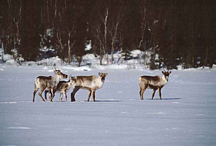 Caribou (Rangifer tarandus)