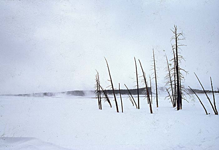 Caribou (Rangifer tarandus)