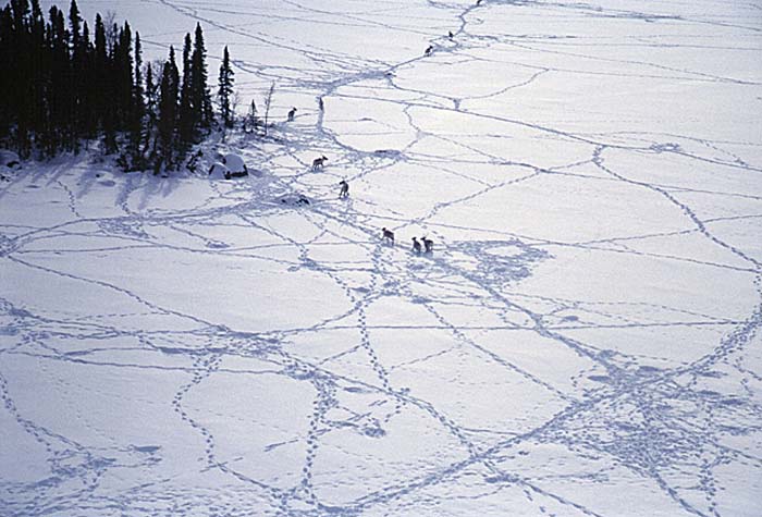 Caribou (Rangifer tarandus)