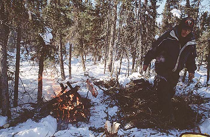 Caribou (Rangifer tarandus)