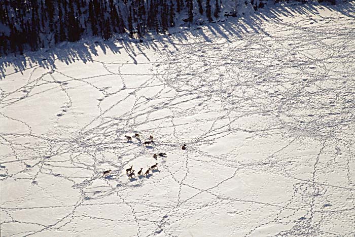 Caribou (Rangifer tarandus)