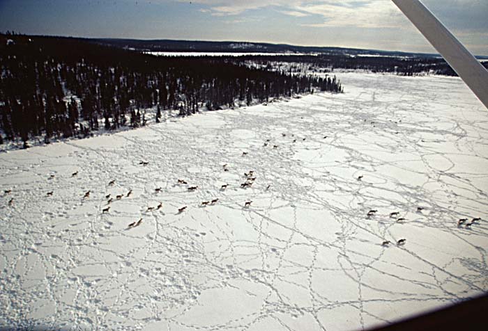 Caribou (Rangifer tarandus)