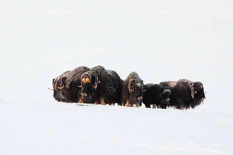 Musk Ox (Ovibos moschatus)