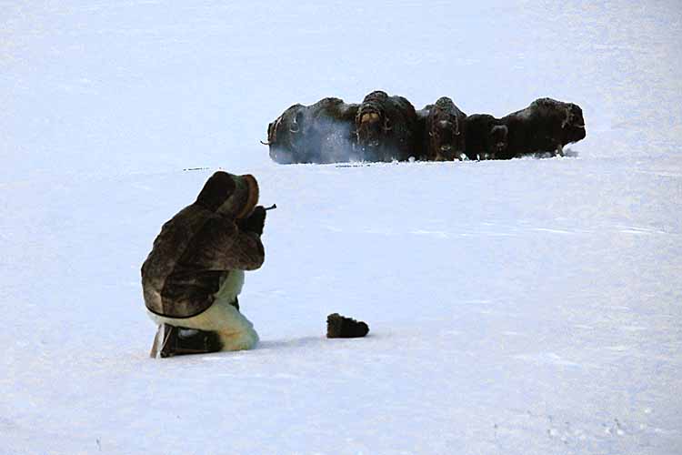 Musk Ox (Ovibos moschatus)