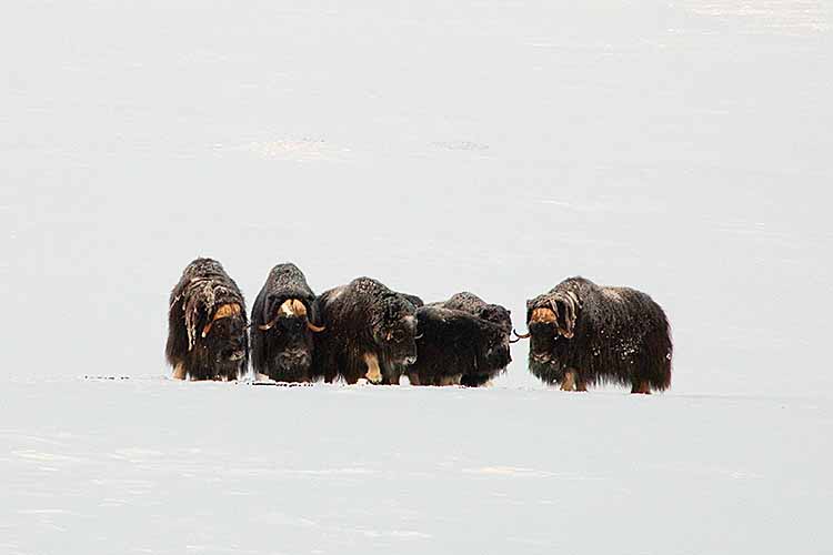 Musk Ox (Ovibos moschatus)