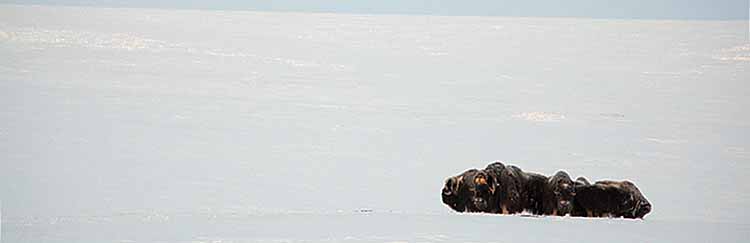 Musk Ox (Ovibos moschatus)