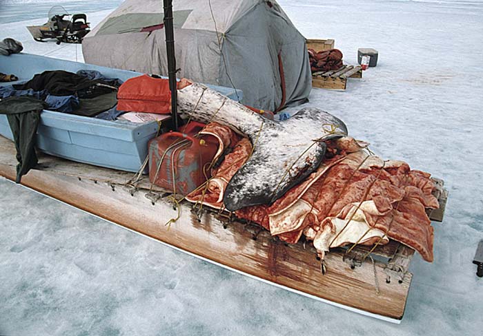 Inuit life in the Arctic.