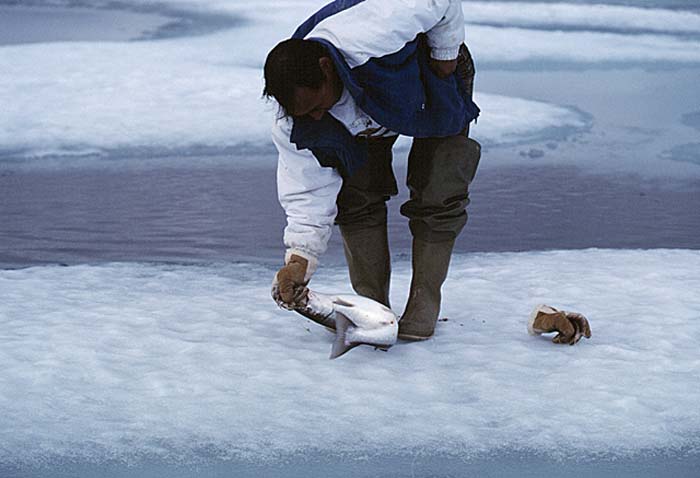 Inuit life in the Arctic.