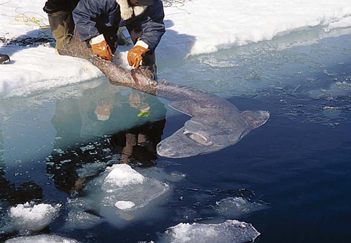 Inuit life in the Arctic.