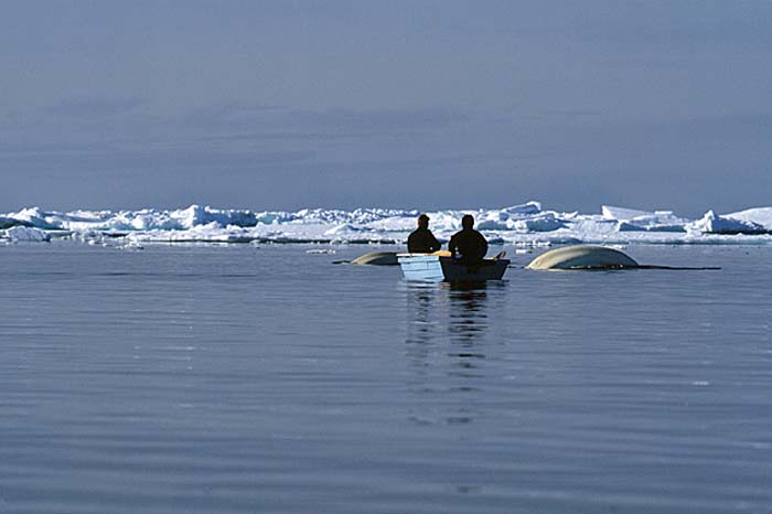 Inuit life in the Arctic.