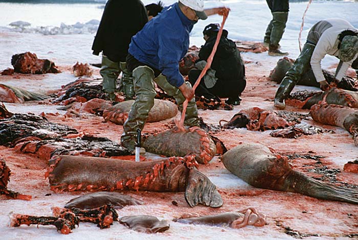 Inuit life in the Arctic.