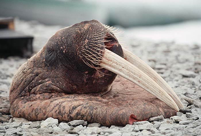 Inuit life in the Arctic.