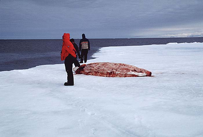 Inuit life in the Arctic.