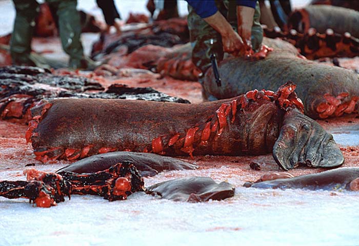 Inuit life in the Arctic.