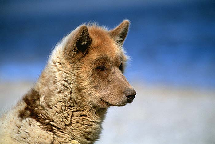 Inuit life in the Arctic.