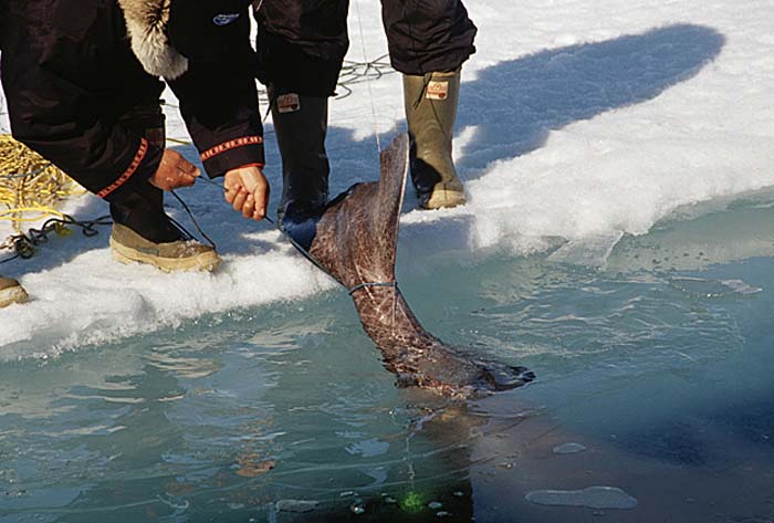 Inuit life in the Arctic.