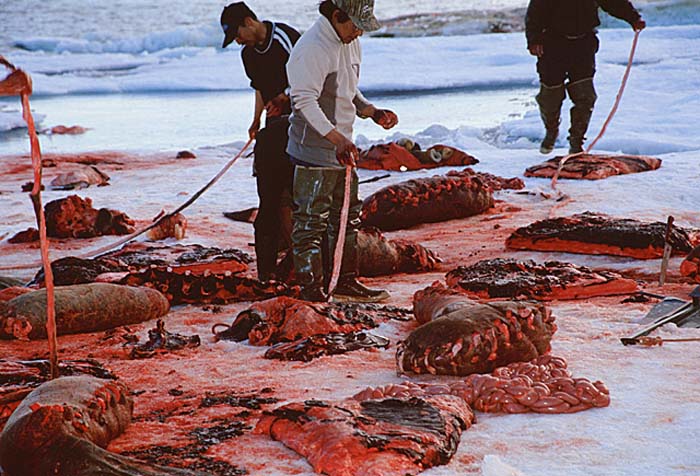 Inuit life in the Arctic.