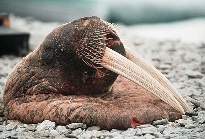 Inuit life in the Arctic.